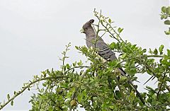 White-bellied Go-away-bird